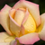 Żółto - różowy  - Róża wielkokwiatowa - Hybrid Tea - Rose Aimée